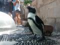 0818_26_SouthAfricanPenguin.jpg