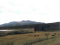 Day05_02_CattleCountry.jpg