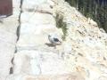 Day05_09_Bird.jpg
