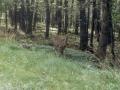 Day12_19_OhDeer.jpg