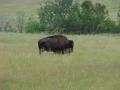 0809_02_bison.jpg