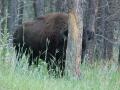 0809_06_peekabuffalo.jpg