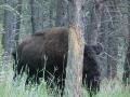 0809_07_peekabuffalo.jpg