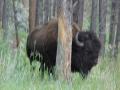 0809_08_peekabuffalo.jpg