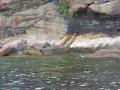 0723_02_EagleEating.JPG