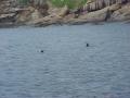 0723_03_CuriousSeals.JPG