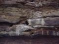 0723_05_PairOPuffins.JPG