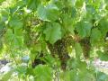 0905_07_Grapes.JPG