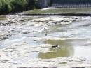 0904_07_GreatBlueHeron.JPG