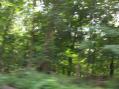 ForestBlur.jpg