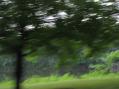 SummerBlur.jpg