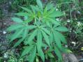 Wild_Plant.JPG