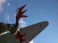 2011-07-09_11-00-26_84.jpg