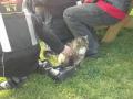 1113_16_VineyardKitty.jpg