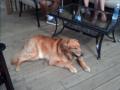 0720_07_HotDog.jpg