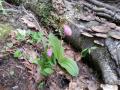 0528_26_PinkLadiesSlipper.jpg