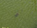 0515_08_PaintedTurtle.jpg