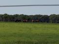 0902_06_CattleAndBison.jpg