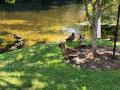 0902_11_Mallards.jpg