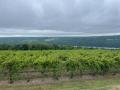 0821_23_BullyHillVineyard.jpg